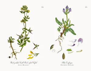 Short-podded Small Birdas-foot Trefoil, Lotus Hispidus, Victorian Botanical Illustration, 1863 Short-podded Small Birdas-foot Trefoil, Lotus Hispidus, Victorian Botanical Illustration, 1863