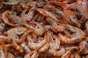 Shrimps on sale at a weekly market, Cannes, French Riviera, France, Europe Shrimps on sale at a weekly market, Cannes, French Riviera, France, Europe