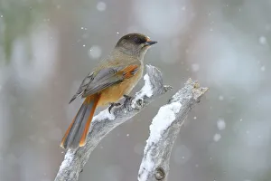 Siberian Jay -Perisoreus infaustus- on perch during slight snowfall Siberian Jay -Perisoreus infaustus- on perch during slight snowfall