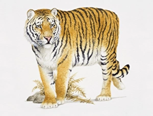 Siberian Tiger, Panthera tigris altaica, front view Siberian Tiger, Panthera tigris altaica, front view