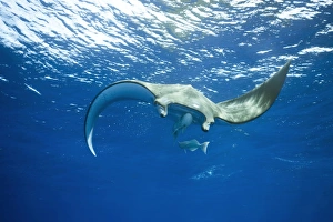 Sicklefin Devil Ray or Box Ray -Mobula tarapacana-, near Santa Maria, Azores, Atlantic Ocean, Portugal Sicklefin Devil Ray or Box Ray -Mobula tarapacana-, near Santa Maria, Azores, Atlantic Ocean, Portugal