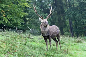 Sika deer, Spotted Deer or Japanese Deer (Cervus nippon), stag Sika deer, Spotted Deer or Japanese Deer (Cervus nippon), stag