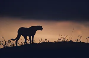 Silhouette of cheetah (Acinonyx jubatus) standing on savannah, Kenya Silhouette of cheetah (Acinonyx jubatus) standing on savannah, Kenya