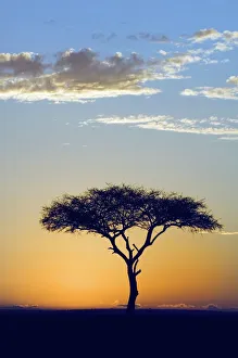 Silhouette of a Lone Tree at Sunrise- Flat-top or umbrella acacia (Acacia tortilis) Silhouette of a Lone Tree at Sunrise- Flat-top or umbrella acacia (Acacia tortilis)