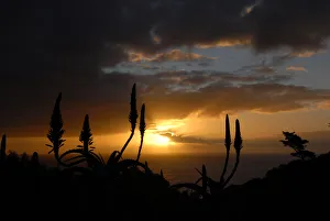Silhouetted Aloe Ferox against sunset and the Atlantic Ocean, Suikerbossie, Western Cape, South Africa Silhouetted Aloe Ferox against sunset and the Atlantic Ocean, Suikerbossie, Western Cape, South Africa