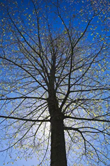A silhouetted deciduous tree with emerging buds against a blue sky in spring, Lanaudiere, Quebec, Canada A silhouetted deciduous tree with emerging buds against a blue sky in spring, Lanaudiere, Quebec, Canada