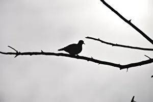 Silhouetted Ring-necked dove on branch against overcast grey sky Silhouetted Ring-necked dove on branch against overcast grey sky