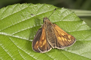 Silver-spotted Skipper -Hesperia comma-, Untergroningen, Abtsgmuend, Baden-Wurttemberg Silver-spotted Skipper -Hesperia comma-, Untergroningen, Abtsgmuend, Baden-Wurttemberg
