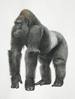 Collections/dorling kindersley prints/silverback mountain gorilla view Collections/dorling kindersley prints/silverback mountain gorilla view