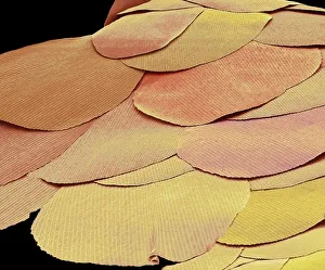 Silverfish scales, SEM Silverfish scales, SEM