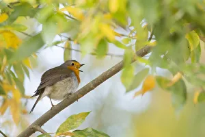 Singing European robin (Erithacus rubecula) on branch, autumn leaves, Hesse, Germany Singing European robin (Erithacus rubecula) on branch, autumn leaves, Hesse, Germany