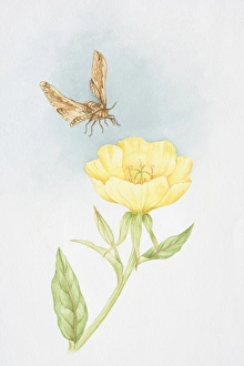 Single yellow flower of Oenothera speciosa Rosea, Evening Primrose, moth flying overhead Single yellow flower of Oenothera speciosa Rosea, Evening Primrose, moth flying overhead