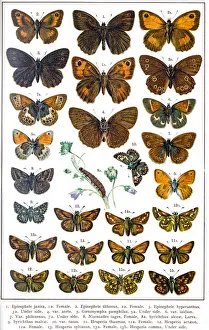 Skippers butterflies of Europe Skippers butterflies of Europe