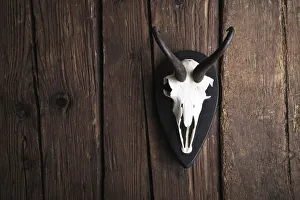 Skull of a Chamois -Rupicapra rubicapra- on a rustic wooden wall Skull of a Chamois -Rupicapra rubicapra- on a rustic wooden wall