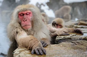 Sleeping beauty - Jigokudani Snow Monkey Park Sleeping beauty - Jigokudani Snow Monkey Park