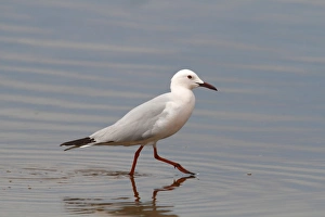 Slender-billed Gull -Larus genei-, wading in shallow water, Camargue, France, Europe Slender-billed Gull -Larus genei-, wading in shallow water, Camargue, France, Europe