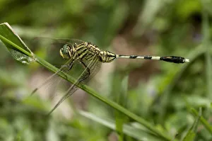 Slender skimmer, green marsh hawk -Orthetrum sabina-, male, Siem Reap, Cambodia, Southeast Asia, Asia Slender skimmer, green marsh hawk -Orthetrum sabina-, male, Siem Reap, Cambodia, Southeast Asia, Asia