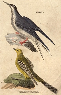 Small Birds Small Birds