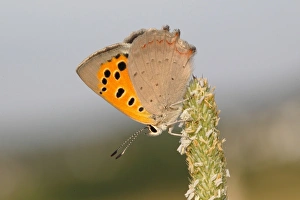 Small Copper -Lycaena phlaeas- basking on a grass flower, Altenseelbach, Neunkirchen, North Rhine-Westphalia, Germany Small Copper -Lycaena phlaeas- basking on a grass flower, Altenseelbach, Neunkirchen, North Rhine-Westphalia, Germany