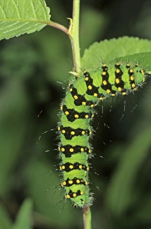 Small Emperor Moth (Saturnia pavonia), adult caterpillar feeding on a blackthorn leaf Small Emperor Moth (Saturnia pavonia), adult caterpillar feeding on a blackthorn leaf