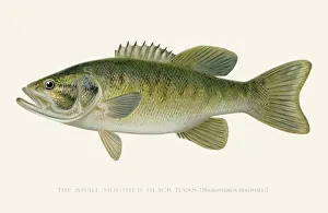 Small mouth black sea bass illustration 1896 Small mouth black sea bass illustration 1896