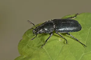 Small Stag Beetle -Platycerus caraboides-, Untergroningen, Abtsgmuend, Baden-Wurttemberg Small Stag Beetle -Platycerus caraboides-, Untergroningen, Abtsgmuend, Baden-Wurttemberg