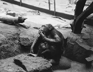 Prints of 3rd September 1936: Wednesday the chimpanzee enjoys her first cigarette since the birth of her baby, Andrew, at Edinburgh Zoo Images Dated 2014 September: Smoking Chimp Print, 1936