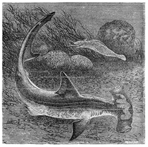 Smooth hammerhead shark (Sphyrna zygaena) Smooth hammerhead shark (Sphyrna zygaena)