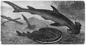 Smooth hammerhead (Sphyrna zygaena) and Marbled Electric Ray (Torpedo Marmorata) Smooth hammerhead (Sphyrna zygaena) and Marbled Electric Ray (Torpedo Marmorata)