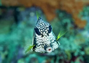Still life artwork Collection: Smooth Trunkfish