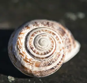 Snail Shell Print from Fine Art Storehouse