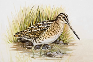 Snipe (Gallinago gallinago), wading in water, side view Snipe (Gallinago gallinago), wading in water, side view