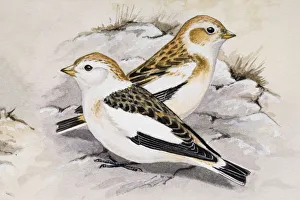 Snow bunting (Plectrophenax nivalis), two birds sitting side by side, side view Snow bunting (Plectrophenax nivalis), two birds sitting side by side, side view