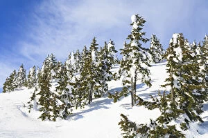 Images Dated 16th February 2008: Snow-capped trees on sunny day, Mt, Washington Ski Resort bordering Strathcona Provincial Park