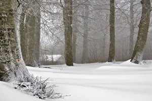Snow in forest, Kartepe, Kocaeli Province, Turkey Snow in forest, Kartepe, Kocaeli Province, Turkey