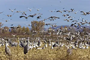Snow Geese (Anser caerulescens atlanticus, Chen caerulescens) and Sandhill Cranes (Grus canadensis) wintering in the Bosque del Apache Wildlife Refuge, New Mexico, USA Snow Geese (Anser caerulescens atlanticus, Chen caerulescens) and Sandhill Cranes (Grus canadensis) wintering in the Bosque del Apache Wildlife Refuge, New Mexico, USA