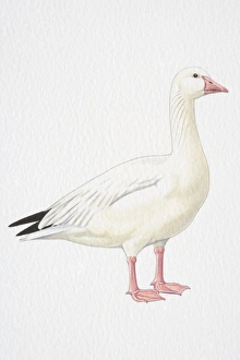 Snow Goose (Chen caerulescens), side view Snow Goose (Chen caerulescens), side view