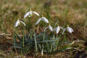 Snowdrops -Galanthus nivalis-, Germany, Europe Snowdrops -Galanthus nivalis-, Germany, Europe