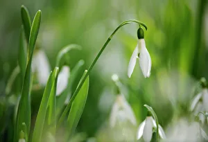 Snowdrops -Galanthus nivalis-, Stuttgart, Baden-Wuerttemberg, Germany, Europe, PublicGround Snowdrops -Galanthus nivalis-, Stuttgart, Baden-Wuerttemberg, Germany, Europe, PublicGround