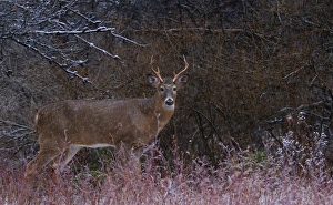 Snowy buck Snowy buck