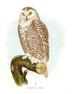 <b class=qtipBold><figcaption>Snowy owl lithograph 1897</figcaption></b><br>Diseases of Poultry by Leonard Pearson - Clarence M. Busch, State Printer of Pennsylvania 1897<br><em>© This content is subject to copyright.</em> Snowy owl lithograph 1897