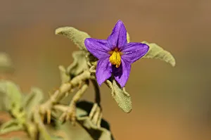 Solanum burchelli, Goegap Nature Reserve, Namaqualand, South Africa Solanum burchelli, Goegap Nature Reserve, Namaqualand, South Africa
