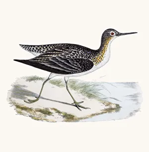Solitary sandpiper shorebird Solitary sandpiper shorebird