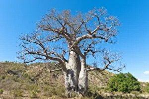 Solitary thick Baobab tree -Adansonia digitata- with strong branches Solitary thick Baobab tree -Adansonia digitata- with strong branches