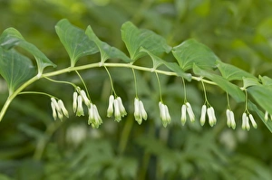 Solomons Seal, Davids Harp or Ladder-to-heaven -Polygonatum multiflorum-, Geneva, Genf, Switzerland Solomons Seal, Davids Harp or Ladder-to-heaven -Polygonatum multiflorum-, Geneva, Genf, Switzerland