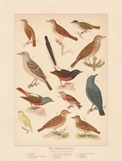 Songbirds, chromolithograph, published in 1888 Songbirds, chromolithograph, published in 1888