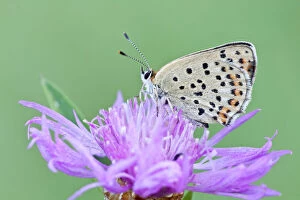 Images Dated 5th August 2013: Sooty Copper -Lycaena tityrus- on Brown Knapweed -Centaurea jacea-, Hessen, Germany
