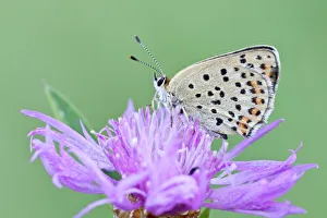 Sooty Copper -Lycaena tityrus- on Brown Knapweed -Centaurea jacea-, Hessen, Germany Sooty Copper -Lycaena tityrus- on Brown Knapweed -Centaurea jacea-, Hessen, Germany