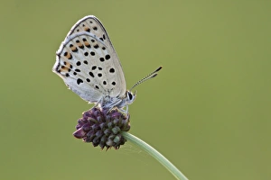 Sooty Copper -Lycaena tityrus- on Great Burnet -Sanguisorba officinalis-, Hessen, Germany Sooty Copper -Lycaena tityrus- on Great Burnet -Sanguisorba officinalis-, Hessen, Germany