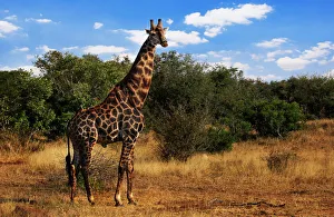 South African Giraffe, Kruger National Park, South Africa South African Giraffe, Kruger National Park, South Africa